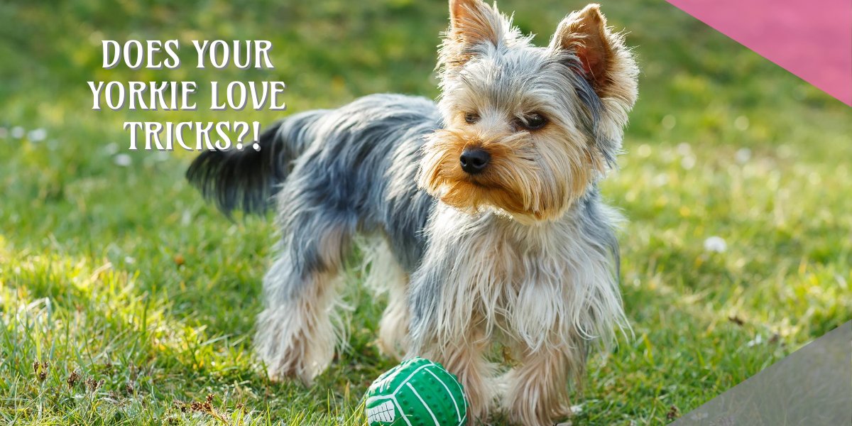 Yorkie Tricks Image
