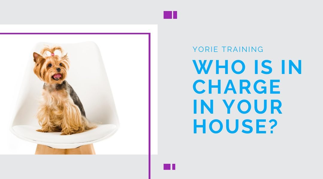 importance of dog training blog