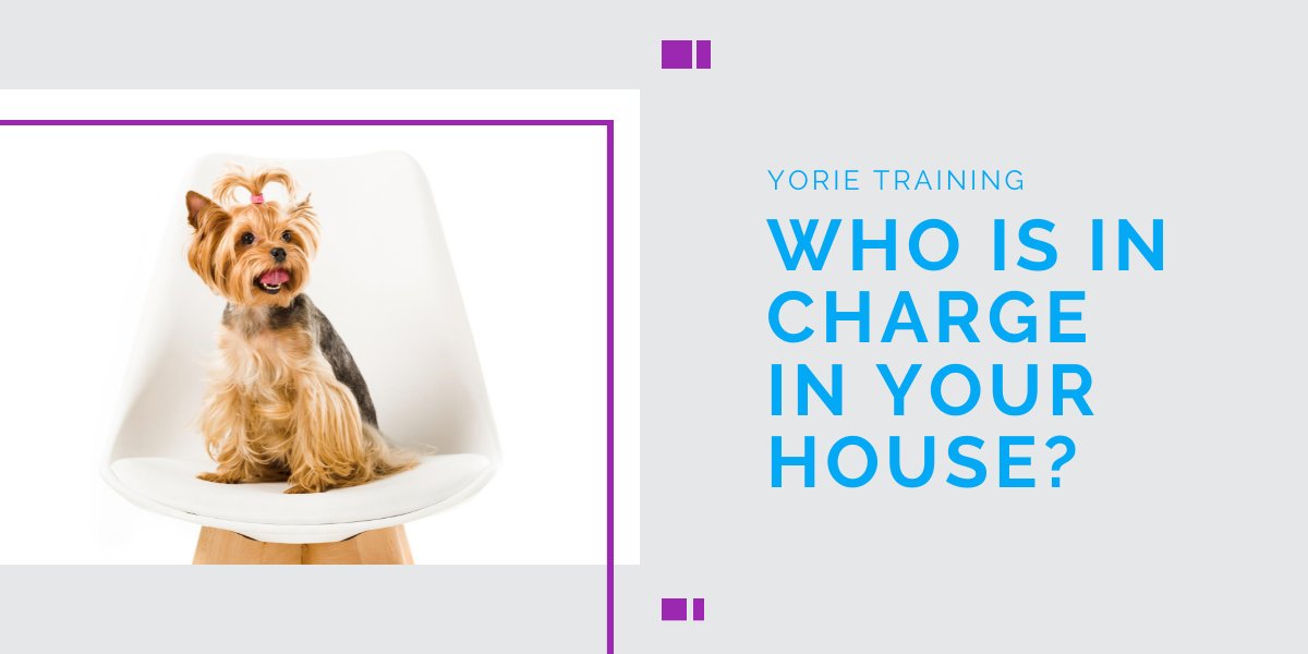 importance of dog training blog