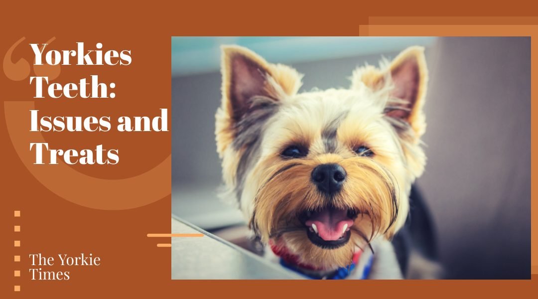 yorkie teeth issues