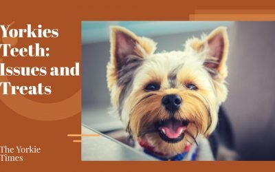 Yorkies Teeth: Issues and Treats