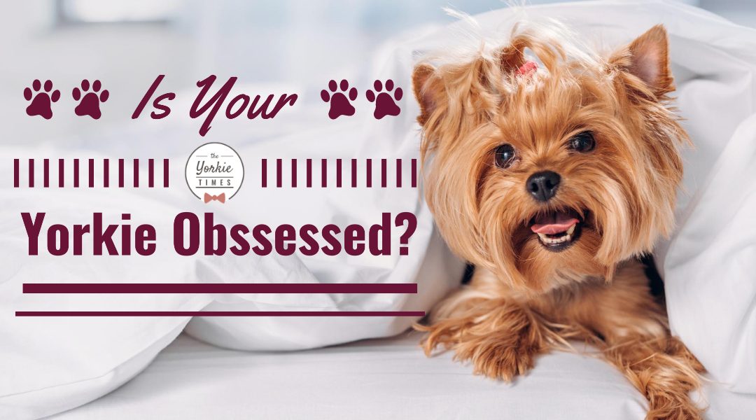 yorkie behavior blog v2