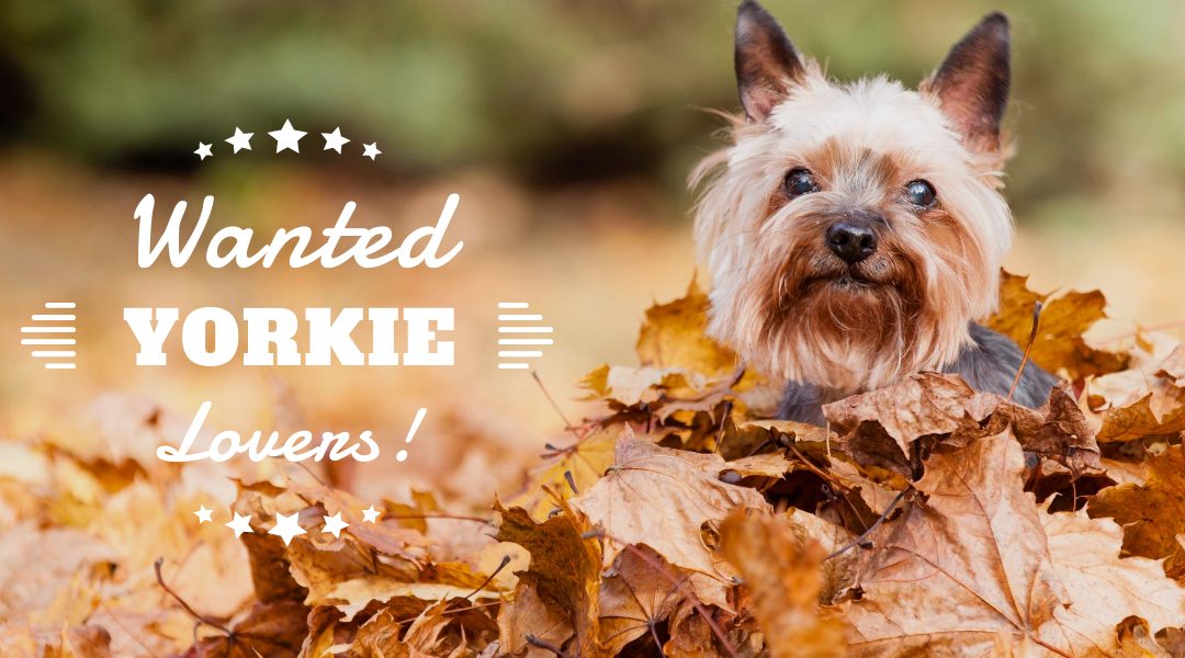 Wanted Yorkie Lovers