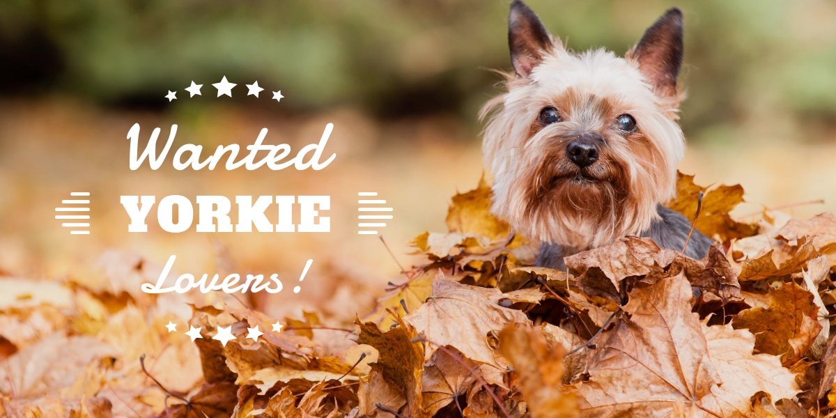 wanted yorkie lovers blog