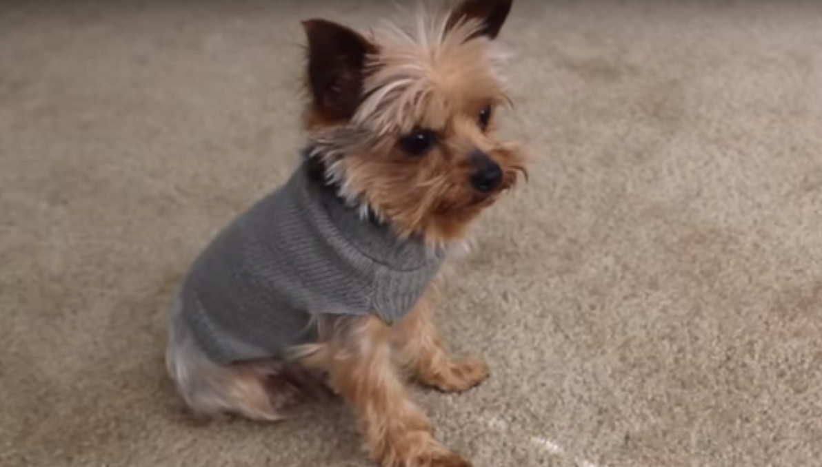 The Yorkie Times - Basic Yorkie Training