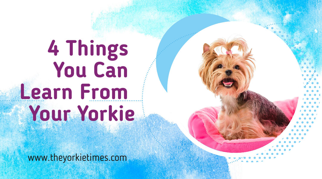 4 Things You Can Learn From Your Yorkie