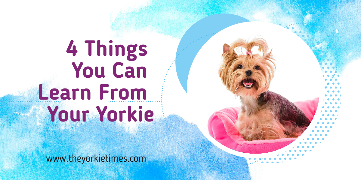learn from your yorkie