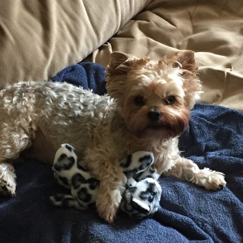 Senior Yorkie Health Problems Yorkies & CrossBreeds