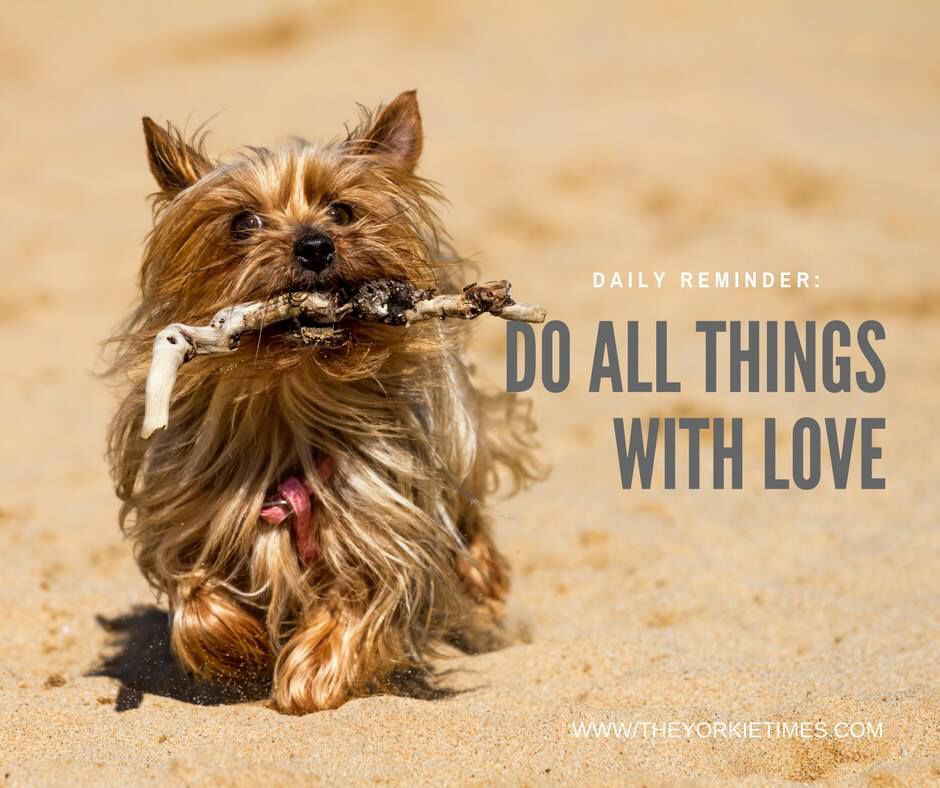 The Yorkie Times - Yorkie holding a stick walking in the sand with the quote: Daily reminder: Do all things with love