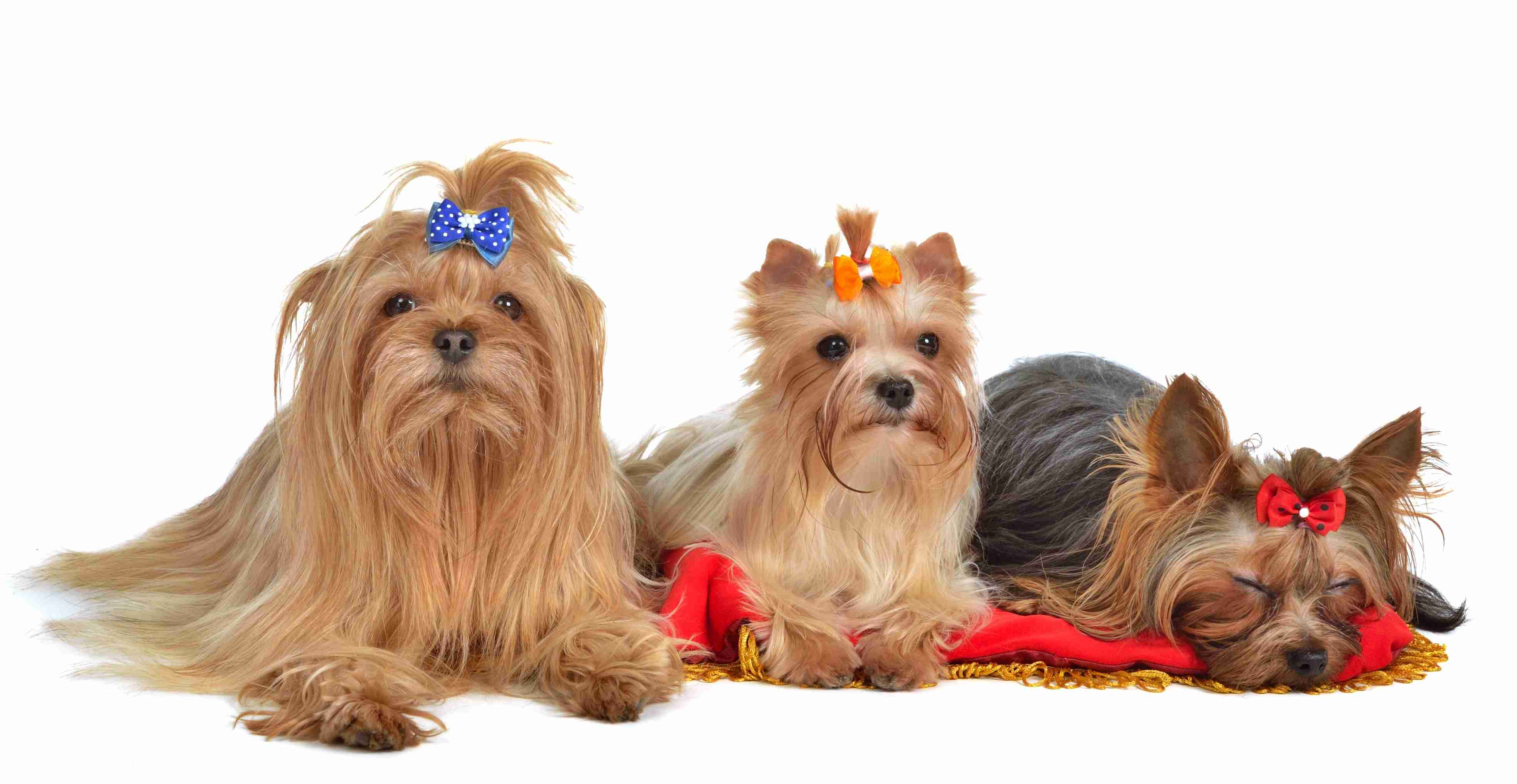 Is It Better To Get A Male Or Female Yorkie