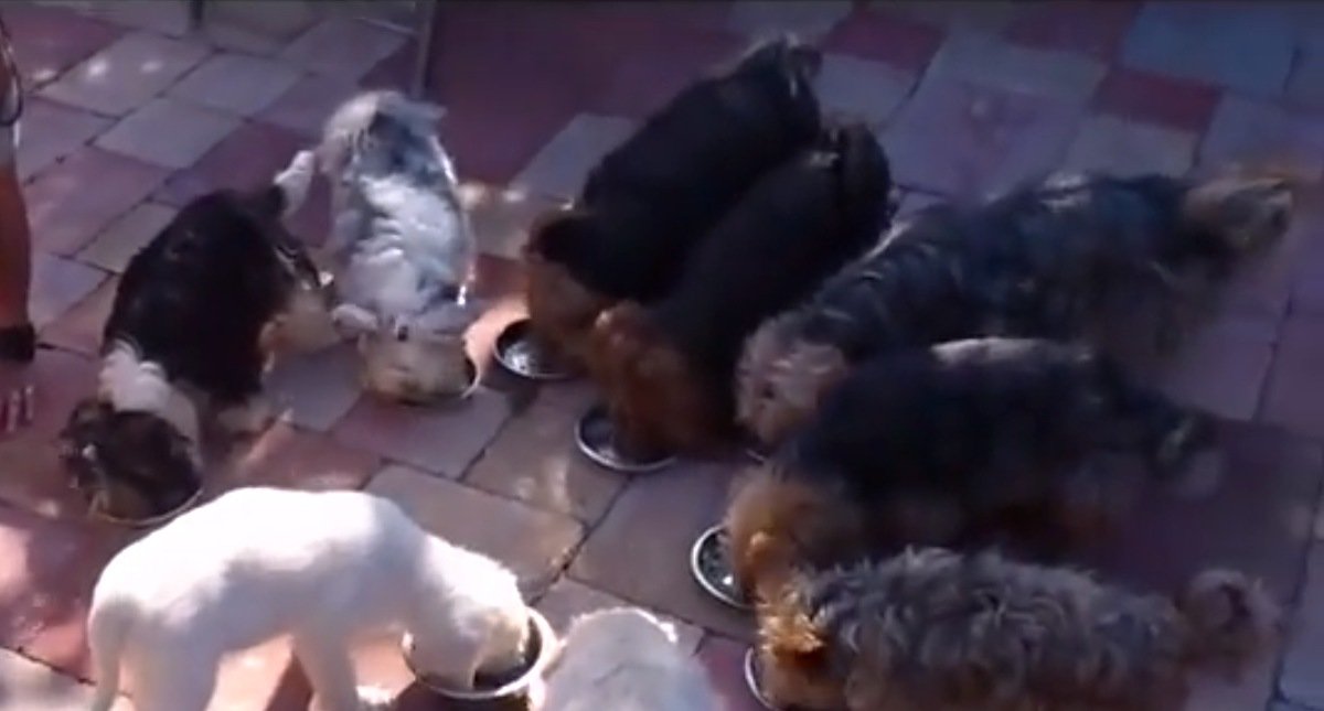 A Pack of Yorkies