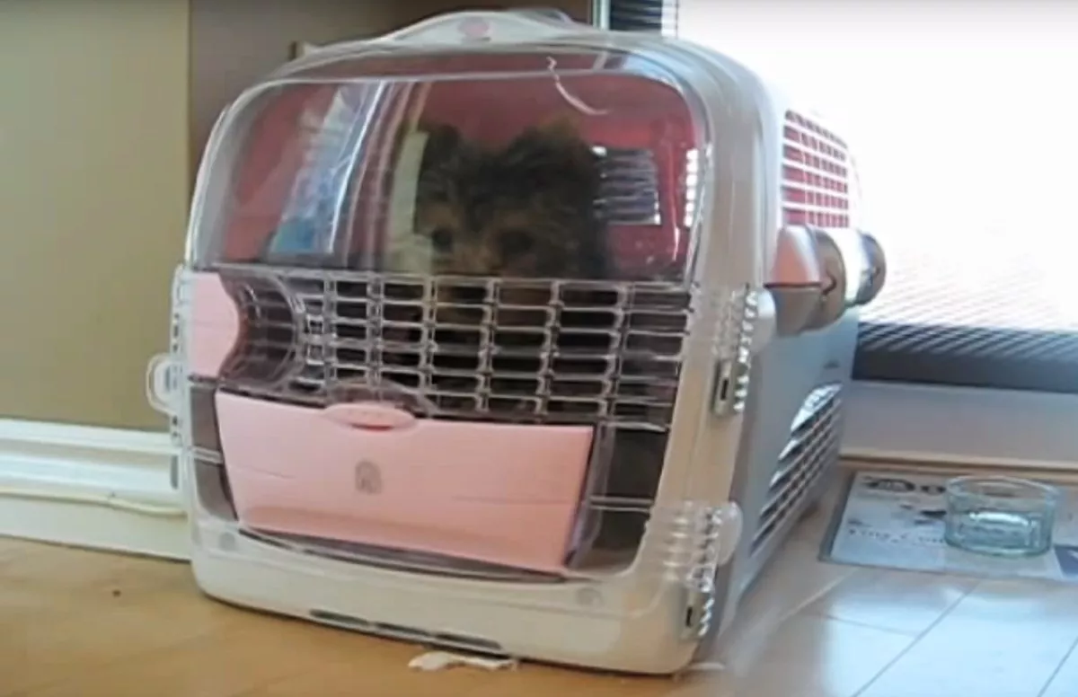 The Yorkie Times - the great Yorkie escape