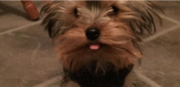 Deacon the Yorkie. Photo by Theresa Porter Hensley. All rights reserved