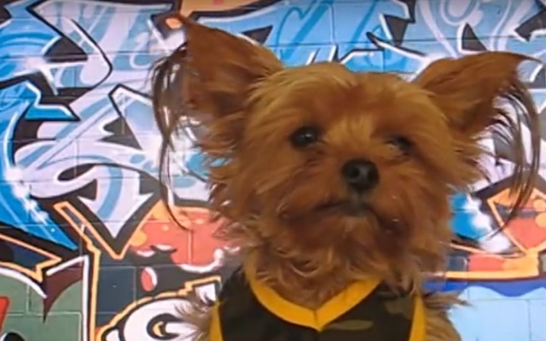 Rapping Yorkie