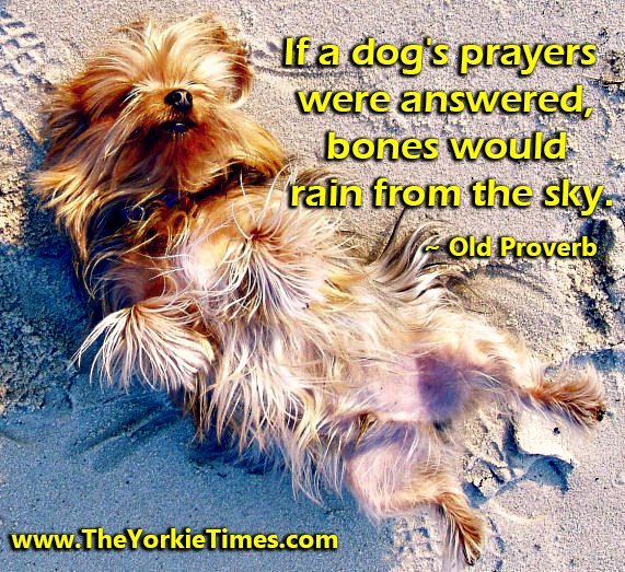 The Yorkie Times - Yorkie laying on the sand with his tummy in the air food training