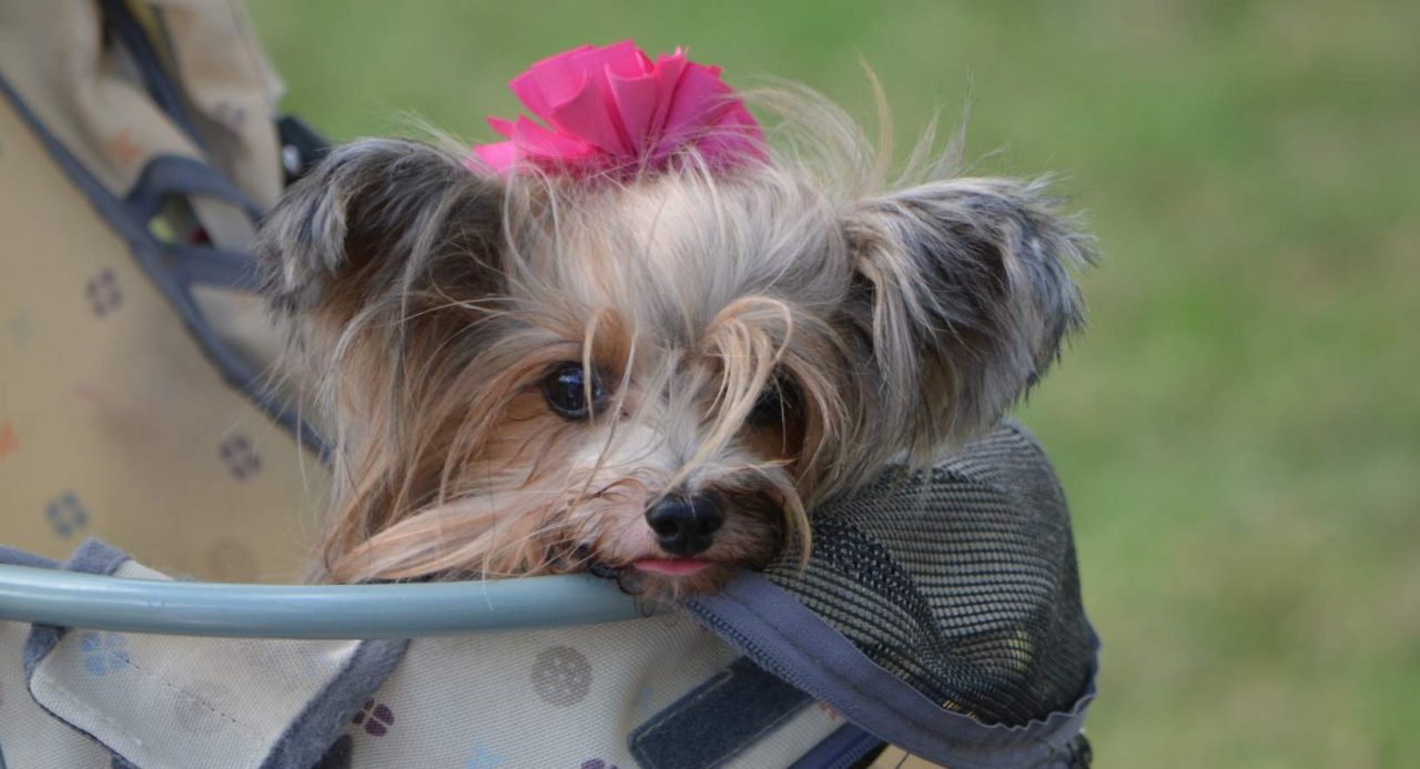 Yorkie Car Sickness Part 2 Yorkies & CrossBreeds