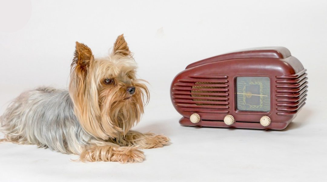 The Yorkie Times - senior Yorkies with a vintage radio