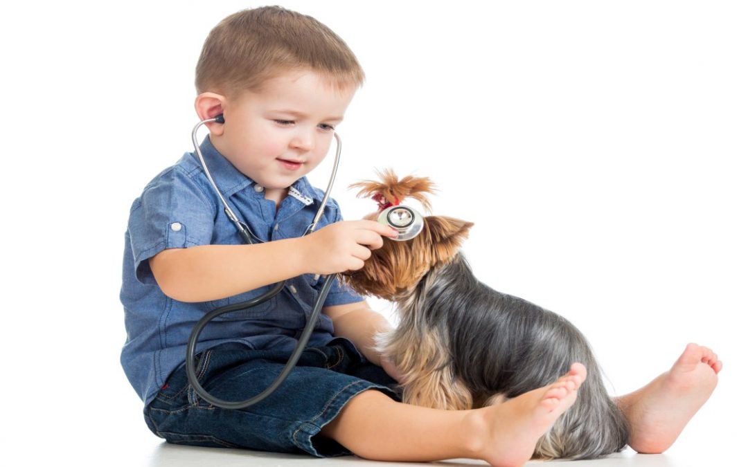 The Yorkie Times - Little Boy with stethoscope examining Yorkie Puppy