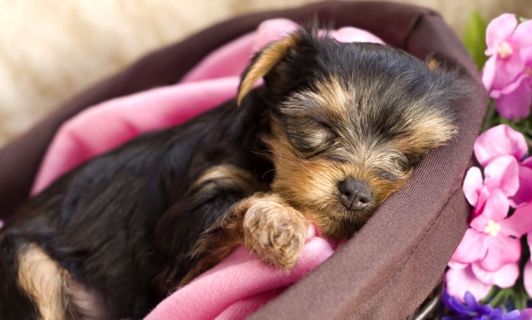 The Yorkie Times - Yorkie Puppy laying in a basket with a pink blanket and pink flowers