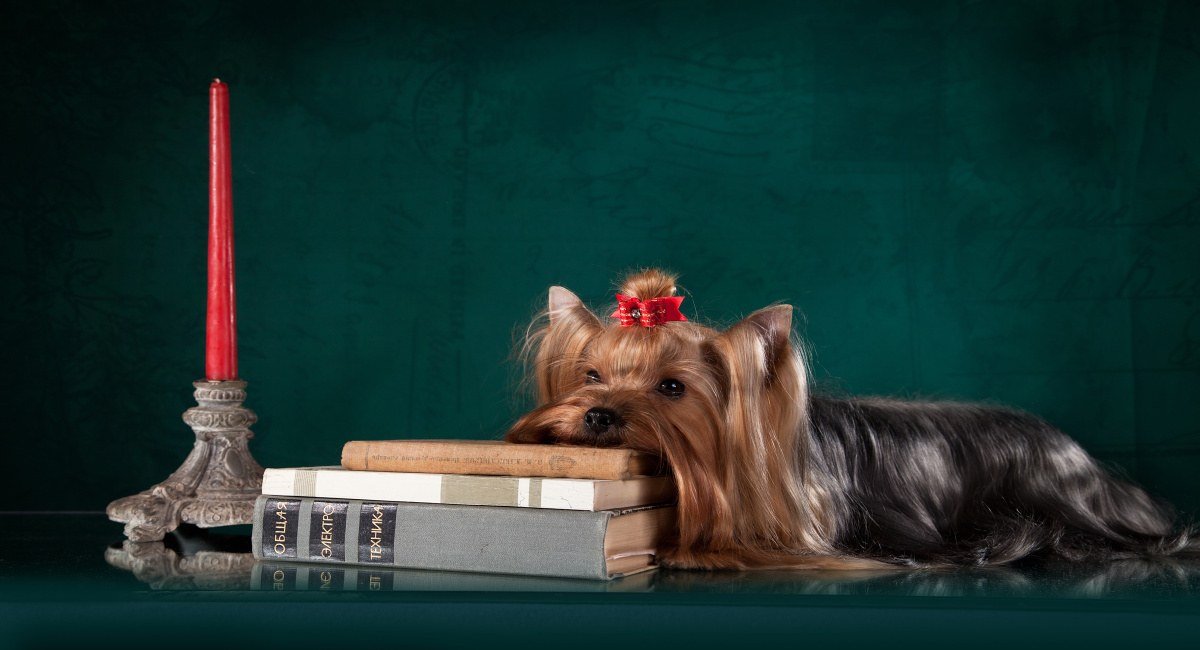 Yorkshire Terrier History