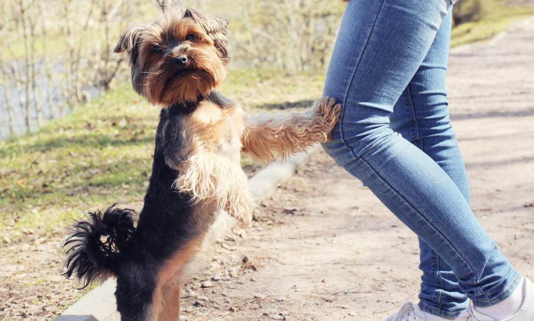 5 Ways to Socialize Your Yorkie