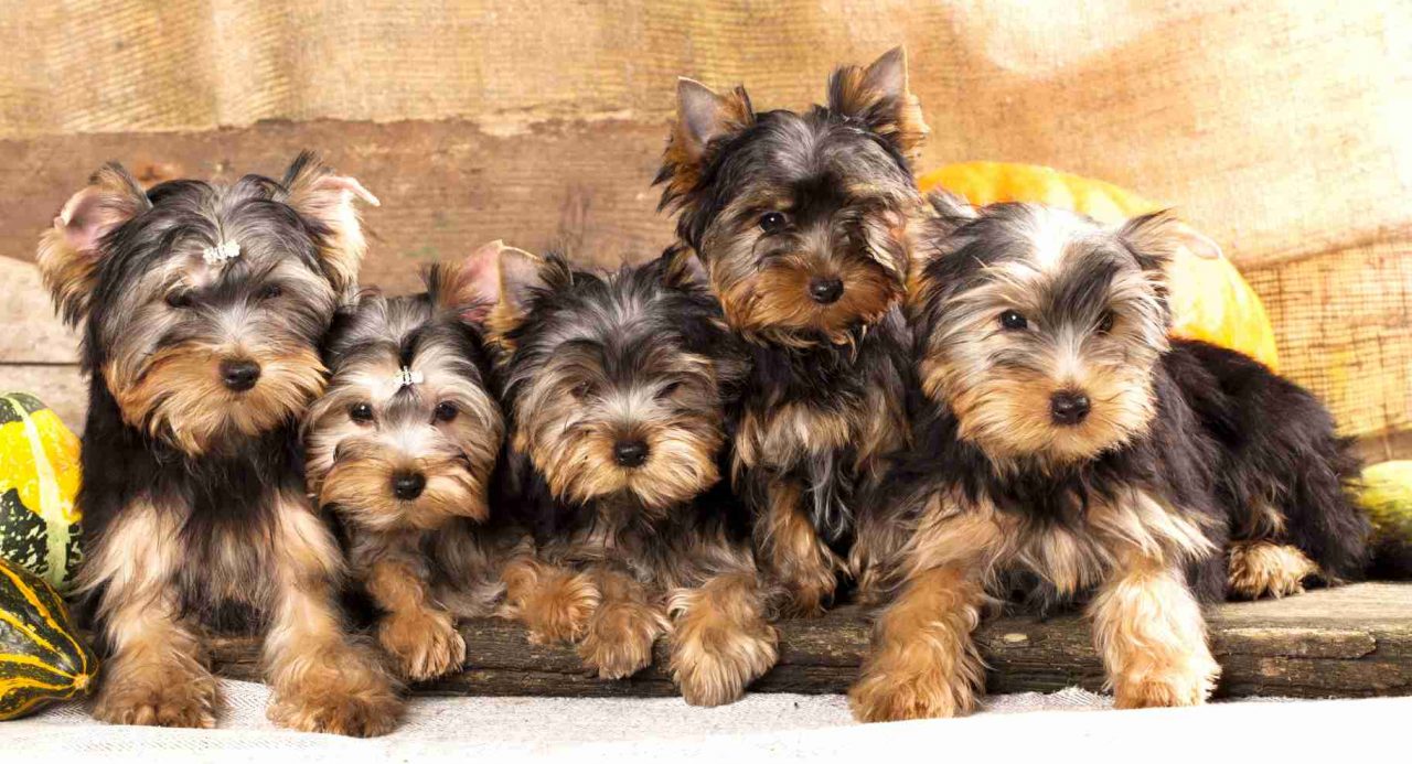 Yorkie 101 Fun Yorkie Facts Yorkies & CrossBreeds