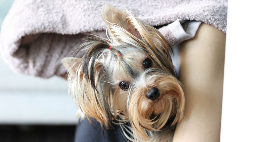 Why You Need To Be Socializing Yorkies