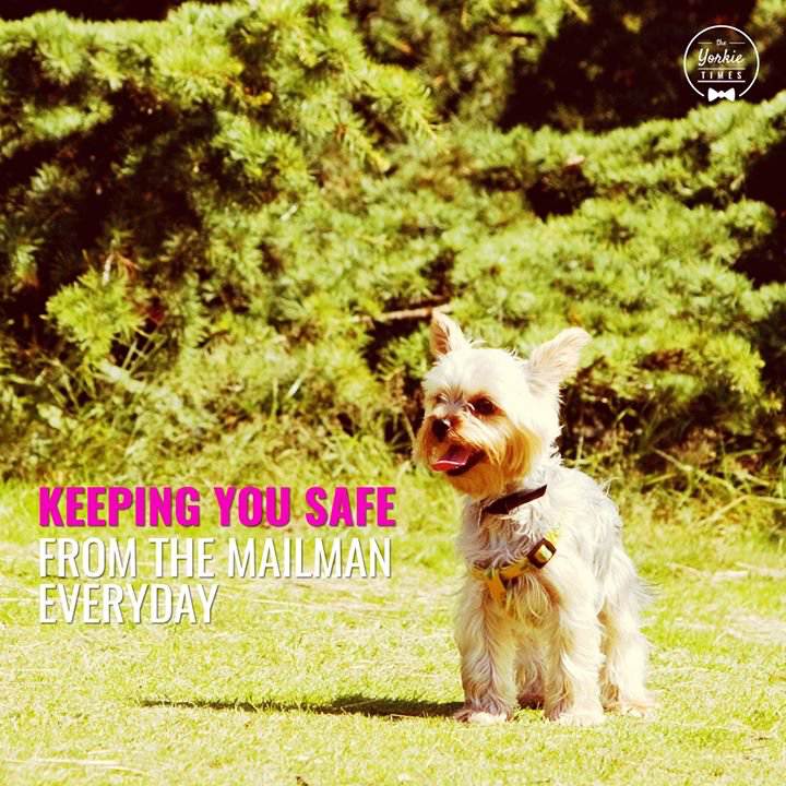 Yorkie keeping you safe from the mailman