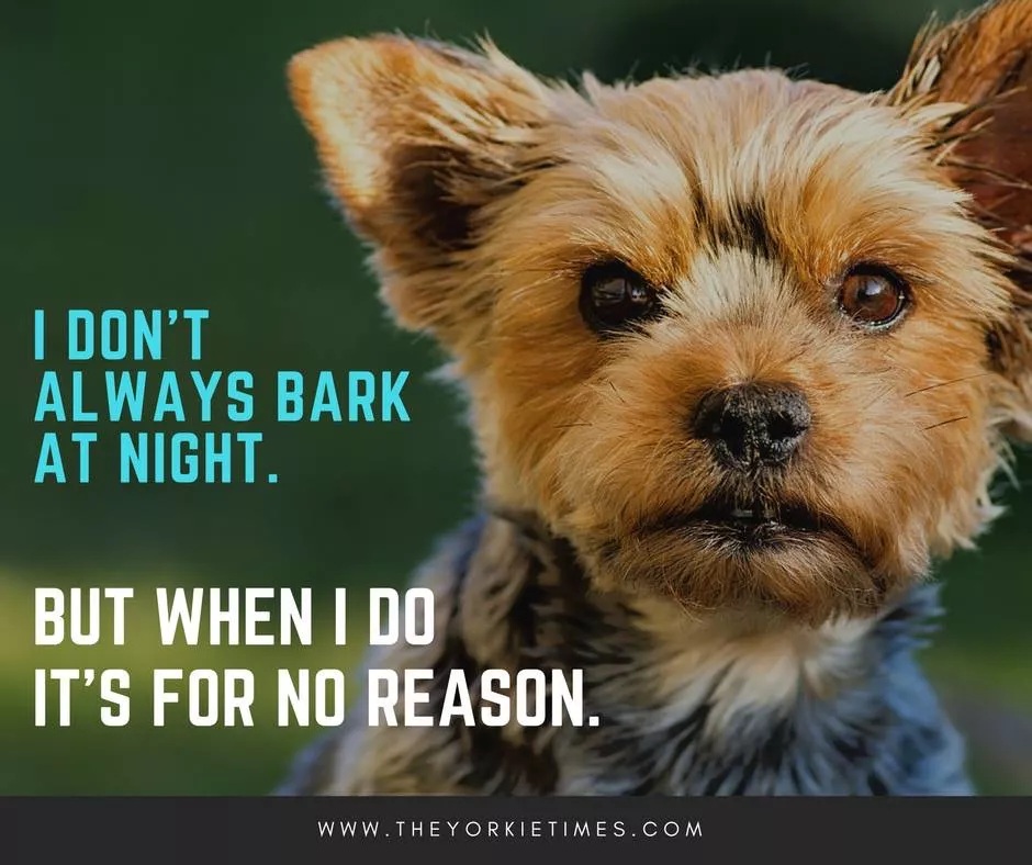 5 Yorkie Fun Facts