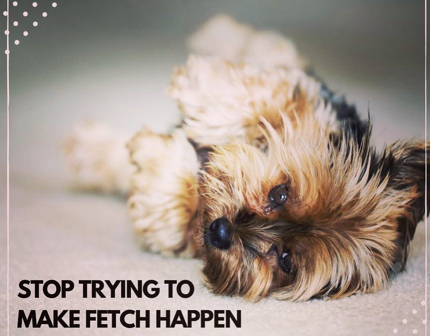 The Yorkie Times - Yorkie Puppy laying on his back against a neutral background with the quote: Stop Trying To Make Fetch Happen