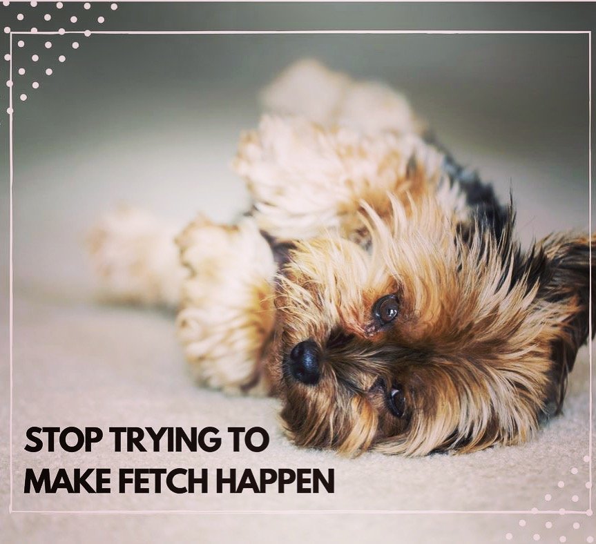 The Yorkie Times - Yorkie Puppy laying on his back against a neutral background with the quote: Stop Trying To Make Fetch Happen