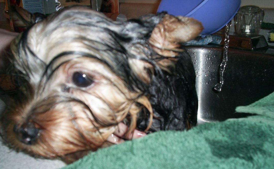 The Yorkie Times - Loki's first bath