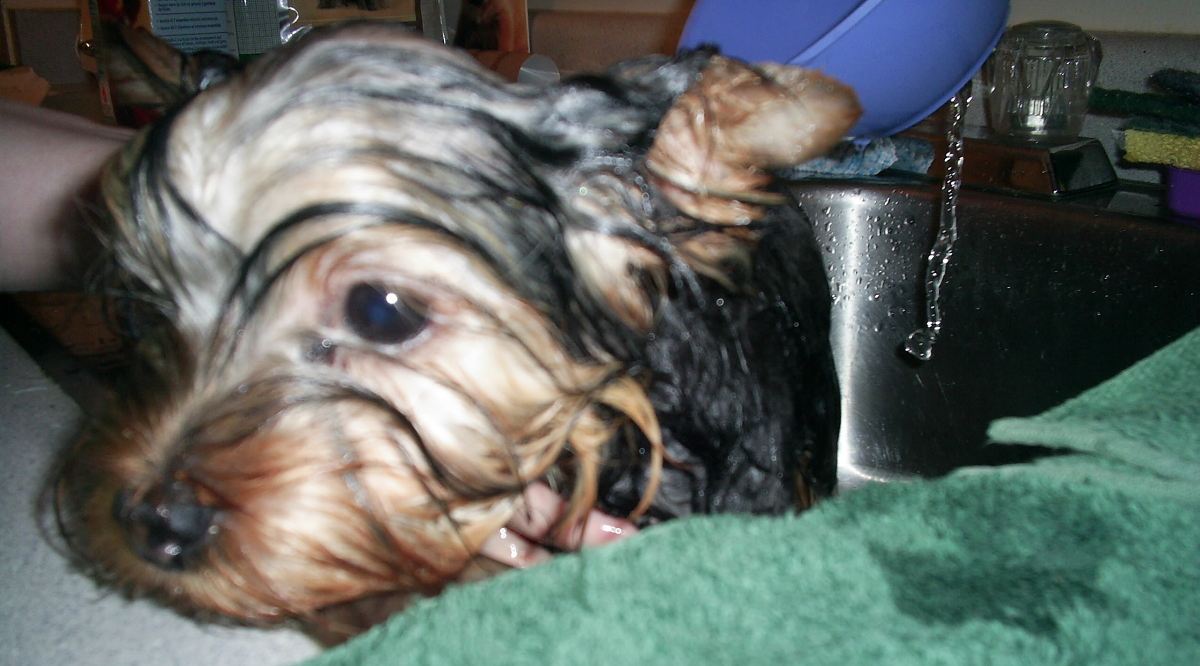 The Yorkie Times - Loki's first bath