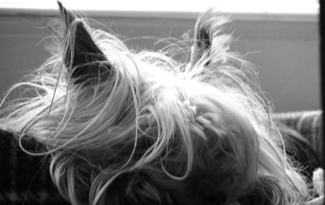 The Yorkie Times - Black and White picture of a Yorkie with messy hair and her chin on her paws