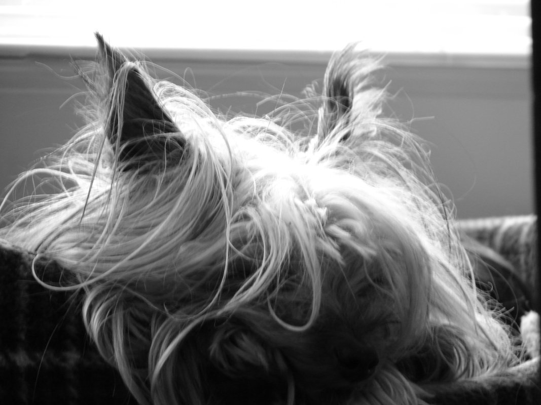 The Yorkie Times - Black and White picture of a Yorkie with messy hair and her chin on her paws
