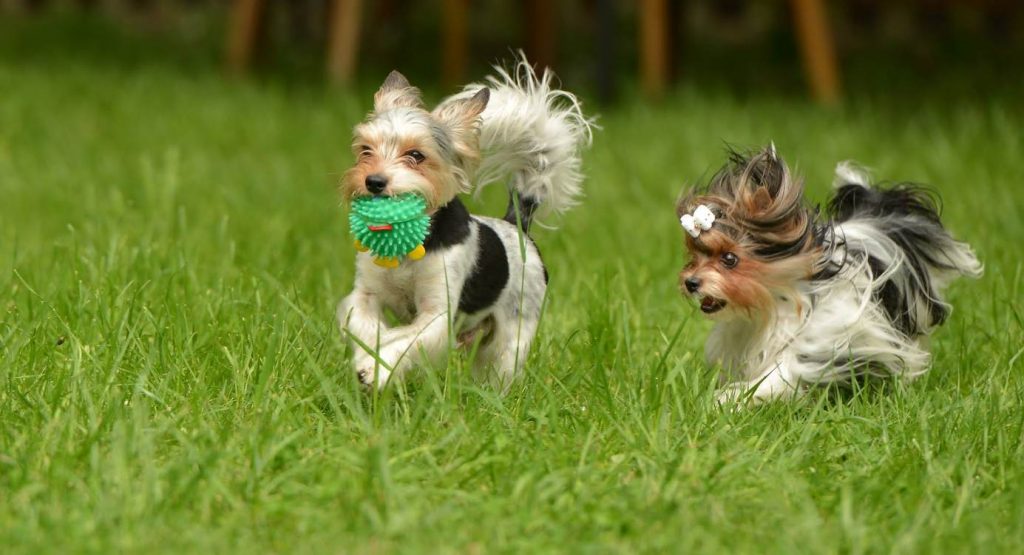 Yorkie 101 Fun Yorkie Facts Yorkies & CrossBreeds