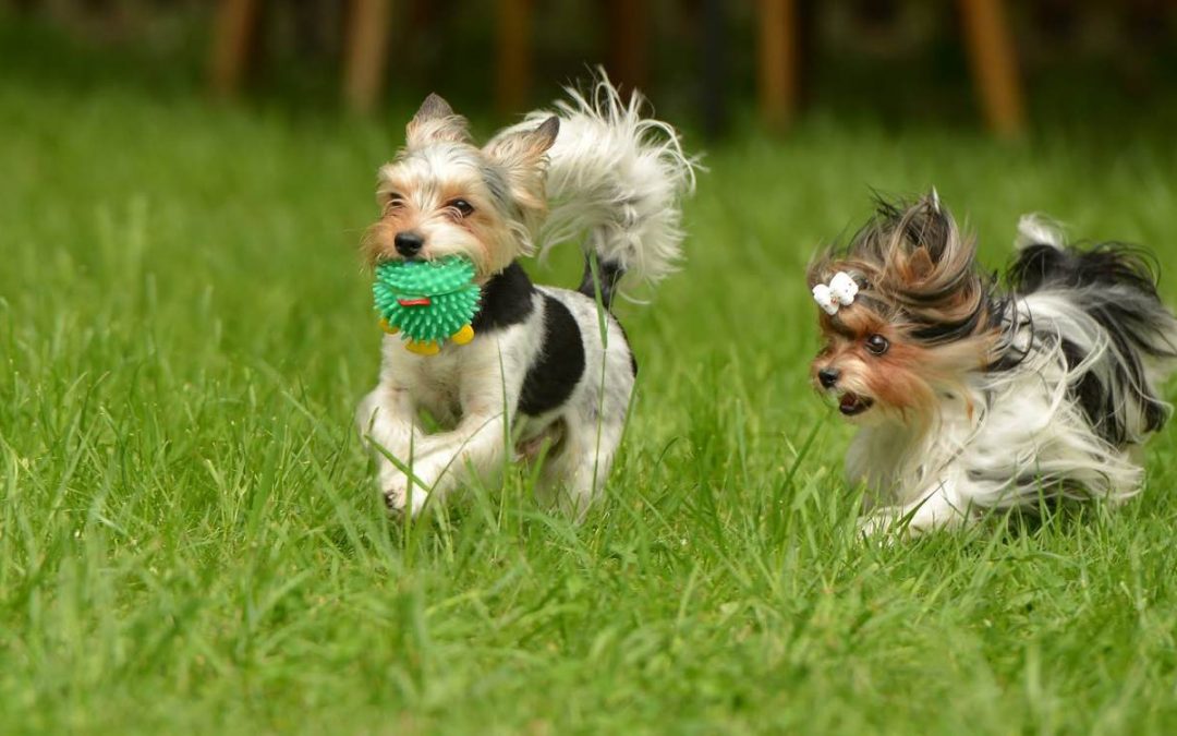 Does Your Yorkie Need a Job?