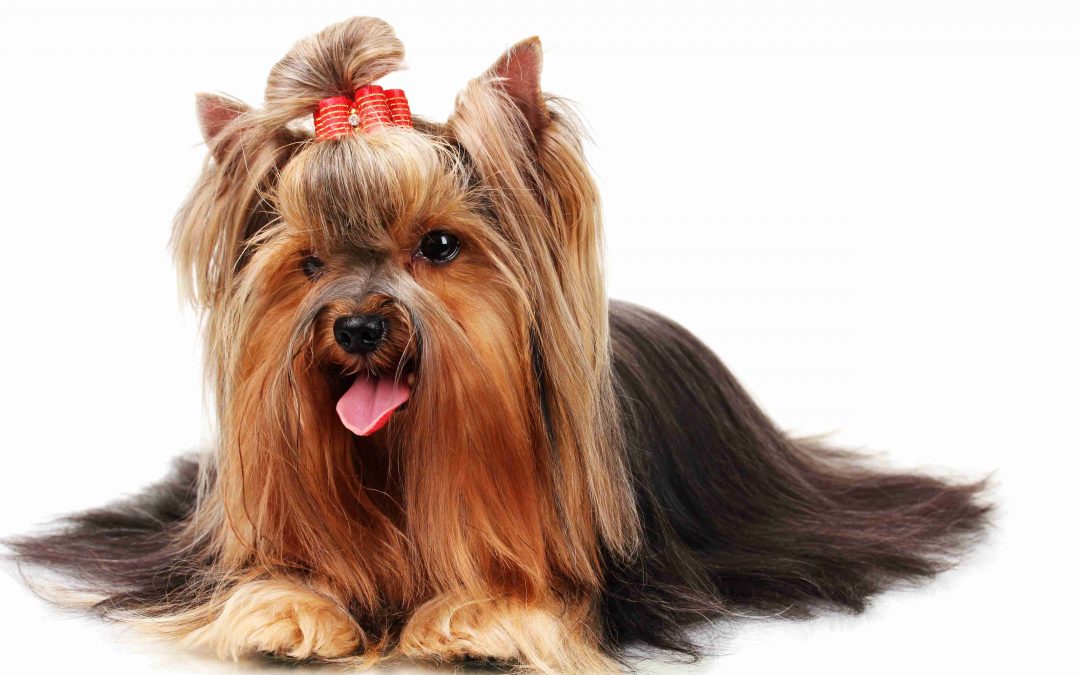 Your Furry Yorkie is Actually Hairy!