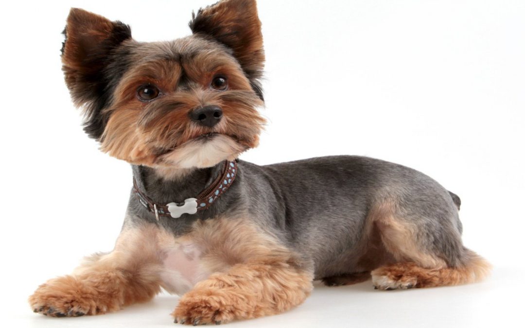The Yorkie times - a Yorkie with a short Puppy cut