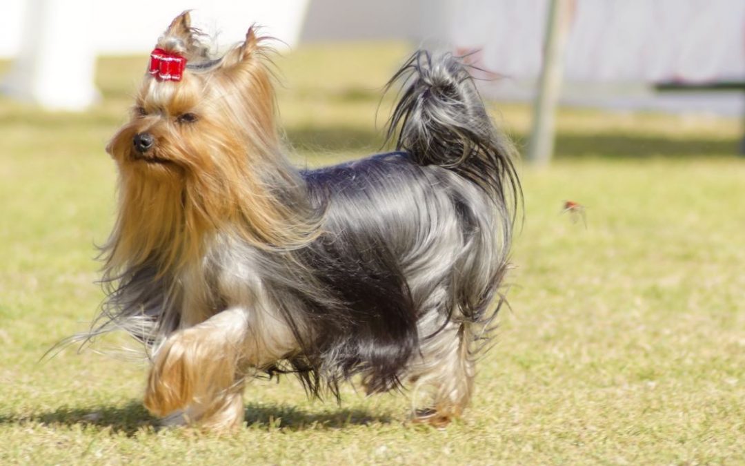 3 Yorkie Grooming Tips