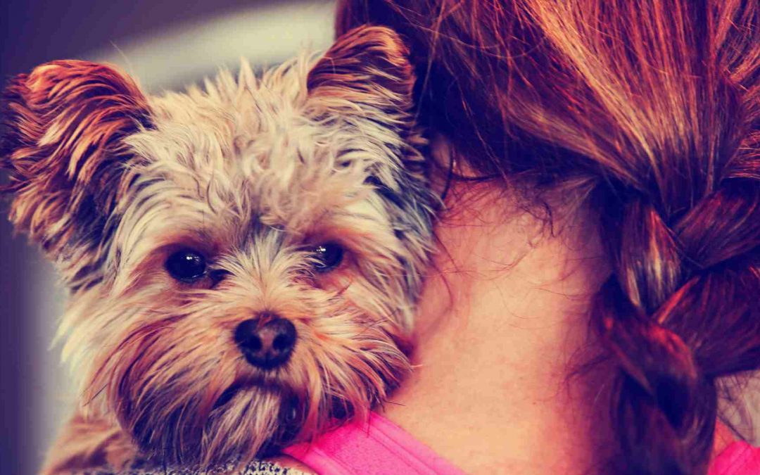 The Yorkshire Terrier: My New Best Friend