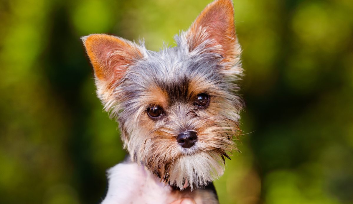 The Yorkie Times - Yorkie Puppy in the Park