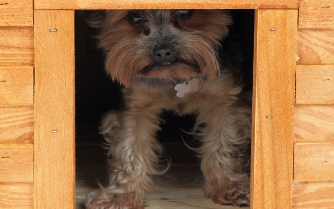 Dog Houses For Yorkies