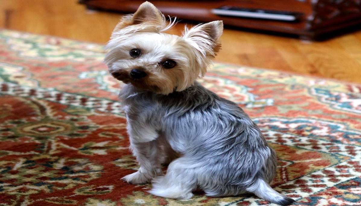 6 Things You Need To know Before You Get A Yorkie The Yorkie Times