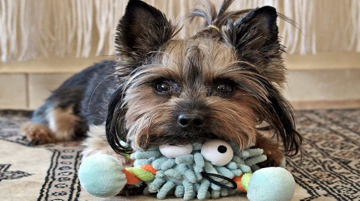 The Yorkie Times - Small Yorkshire Terrier being trained with a small stuffed toy