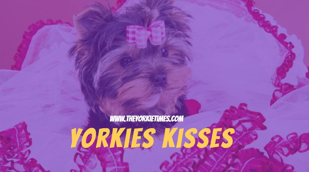 Yorkie Kisses