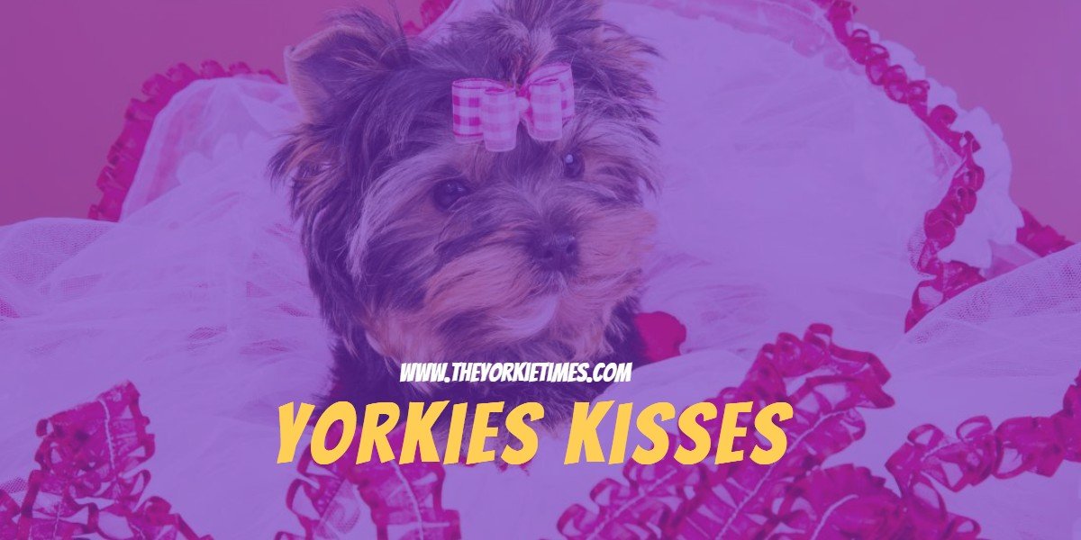 The Yorkie Times blog - Yorkie Kisses