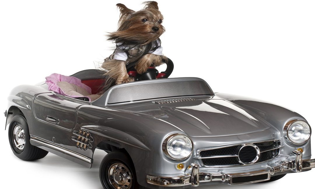 Yorkie Car Sickness Part 1