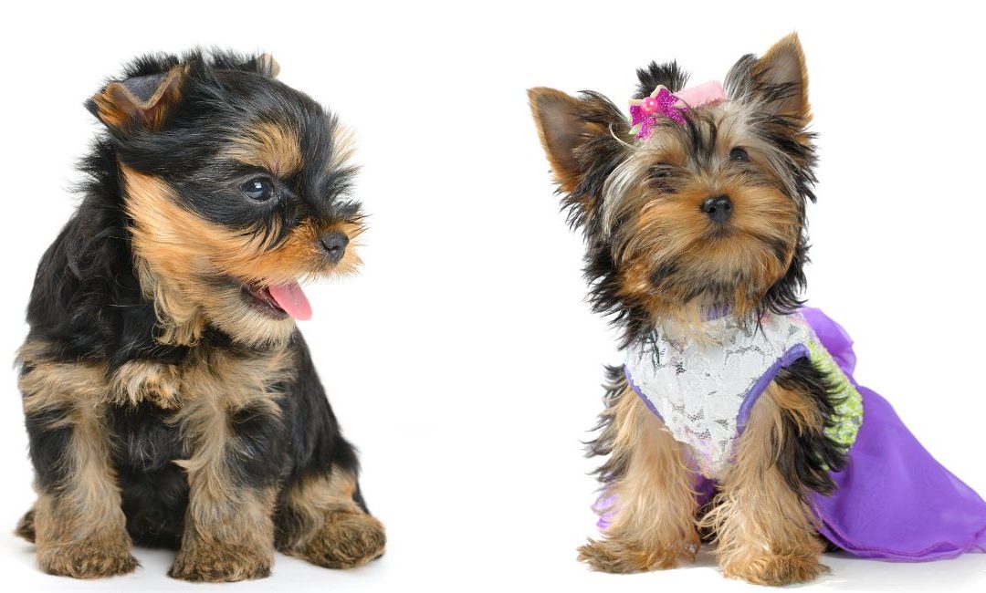 The Yorkie Times - Yorkie Prince or Princess?