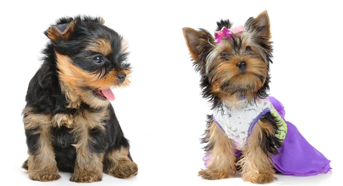 The Yorkie Times - Yorkie Prince or Princess?